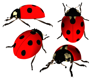 ladybug PNG image-3963